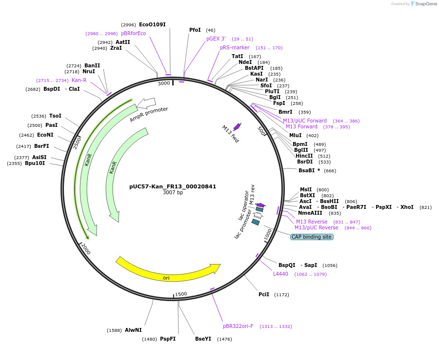 121295-plasmid-map-sequence-id-231364