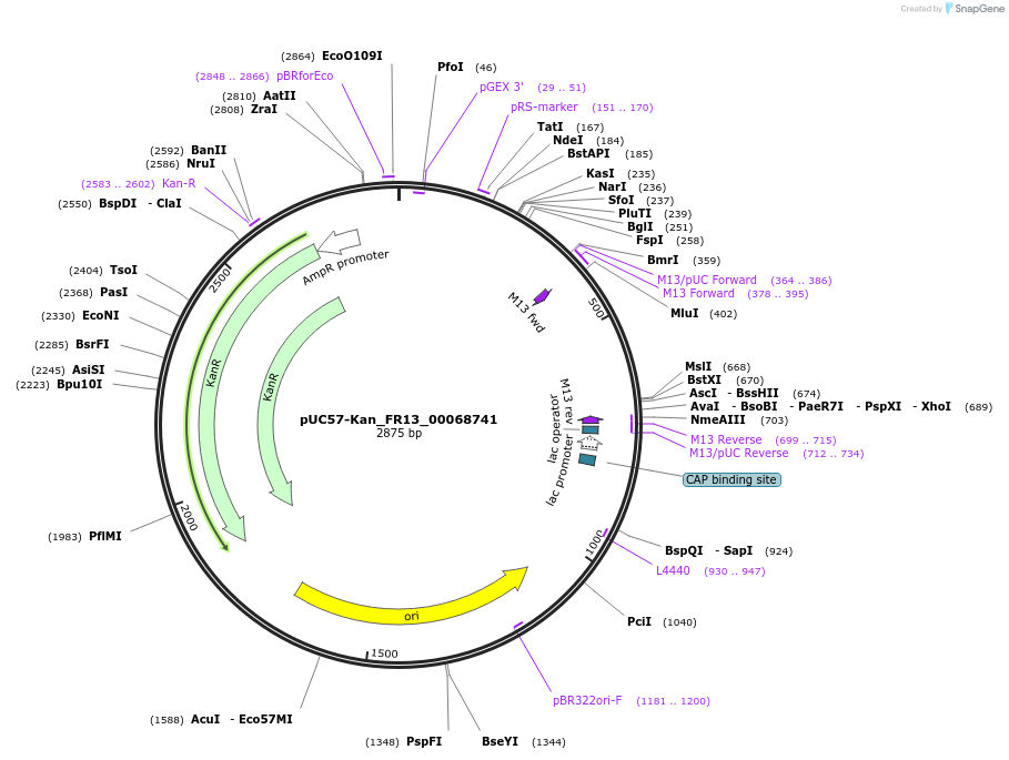 121303-plasmid-map-sequence-id-231375