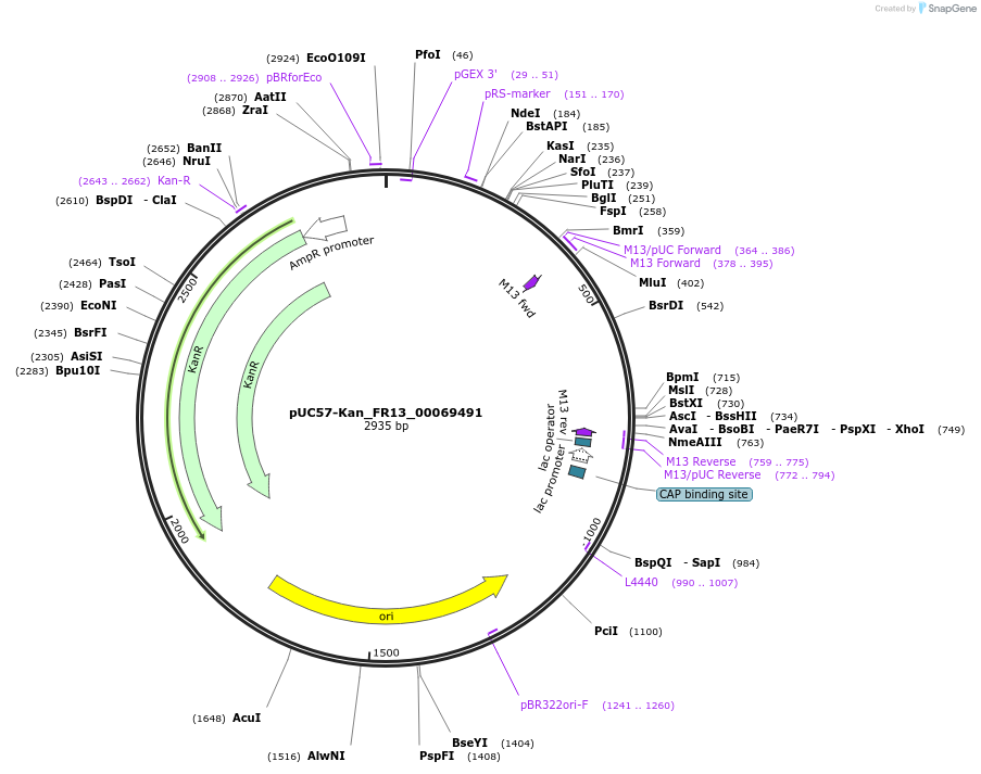 121304-plasmid-map-sequence-id-231376