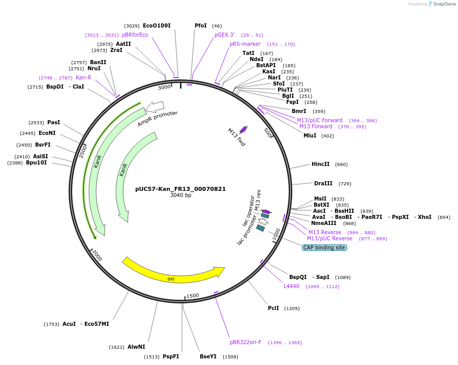 121305-plasmid-map-sequence-id-231377