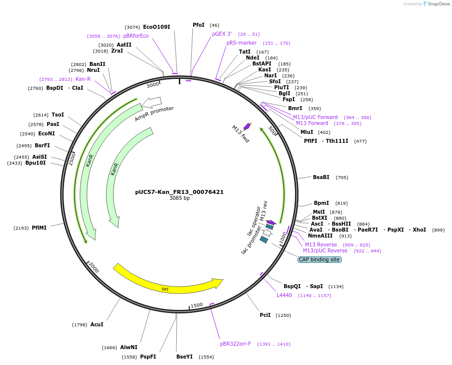 121306-plasmid-map-sequence-id-231378
