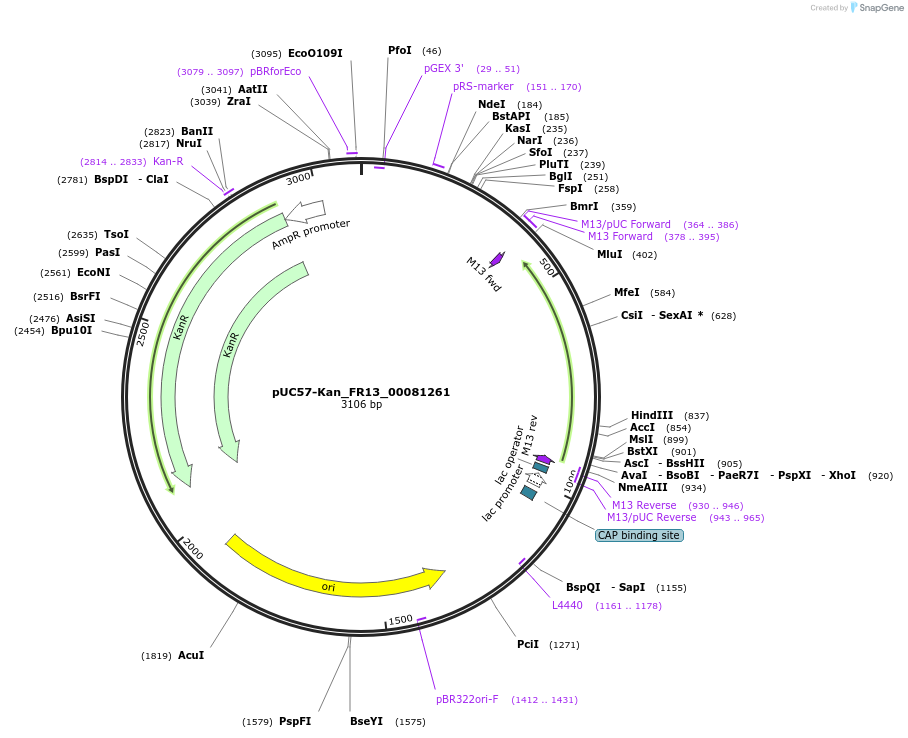 121308-plasmid-map-sequence-id-231380
