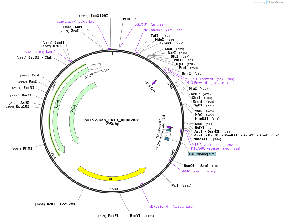 121310-plasmid-map-sequence-id-231382