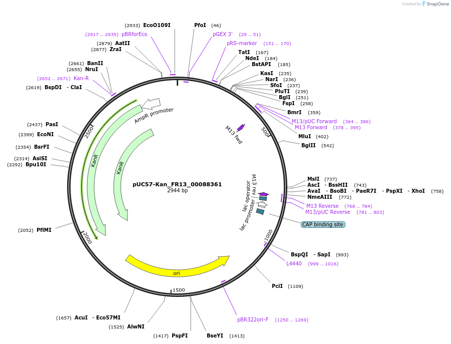 121311-plasmid-map-sequence-id-231383