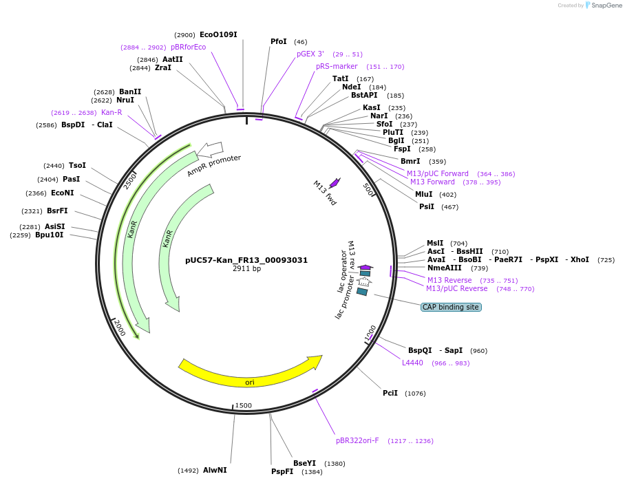 121313-plasmid-map-sequence-id-231385