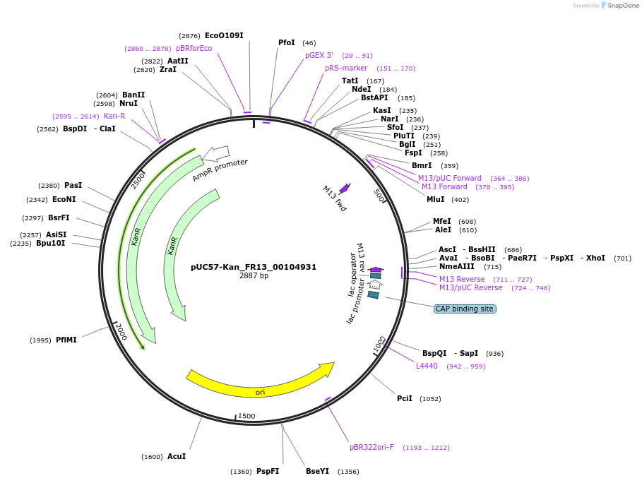121320-plasmid-map-sequence-id-231392