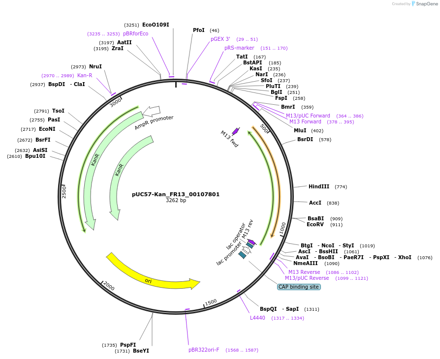 121322-plasmid-map-sequence-id-231394