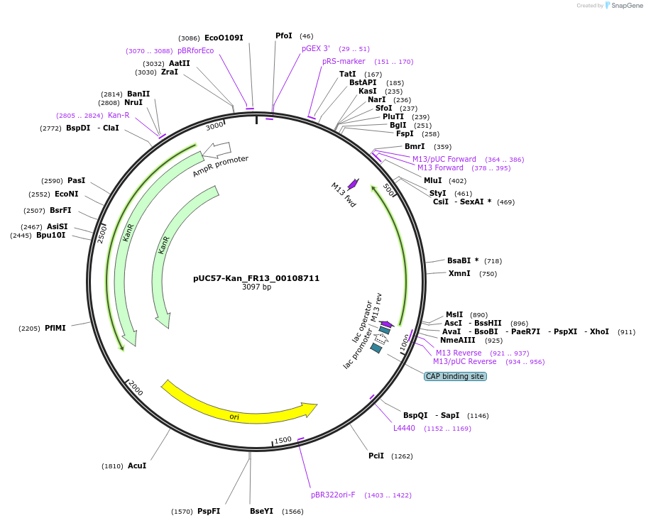 121323-plasmid-map-sequence-id-231395