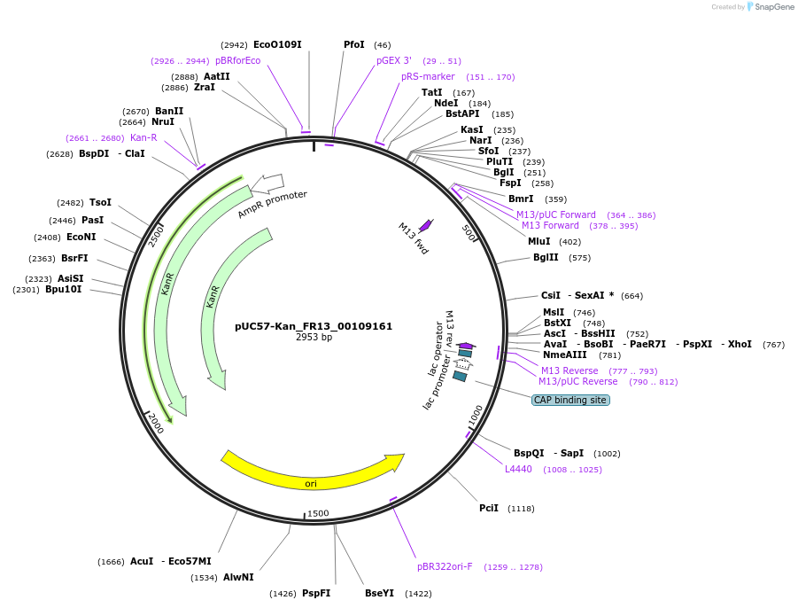 121324-plasmid-map-sequence-id-231396