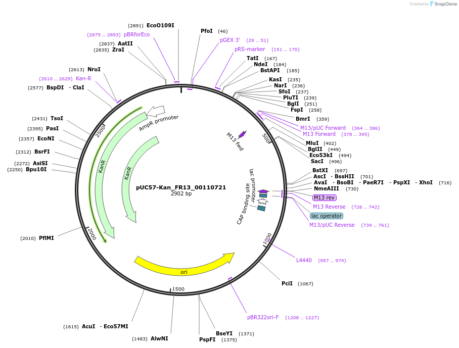 121325-plasmid-map-sequence-id-231398