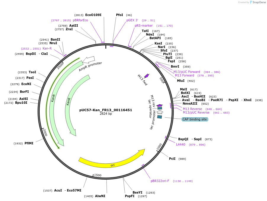121327-plasmid-map-sequence-id-231400