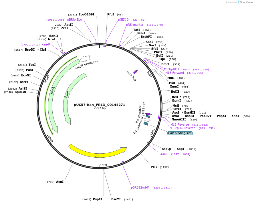 121333-plasmid-map-sequence-id-231406