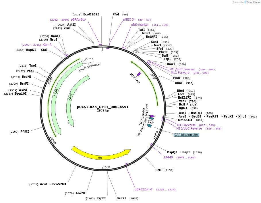 121338-plasmid-map-sequence-id-231411