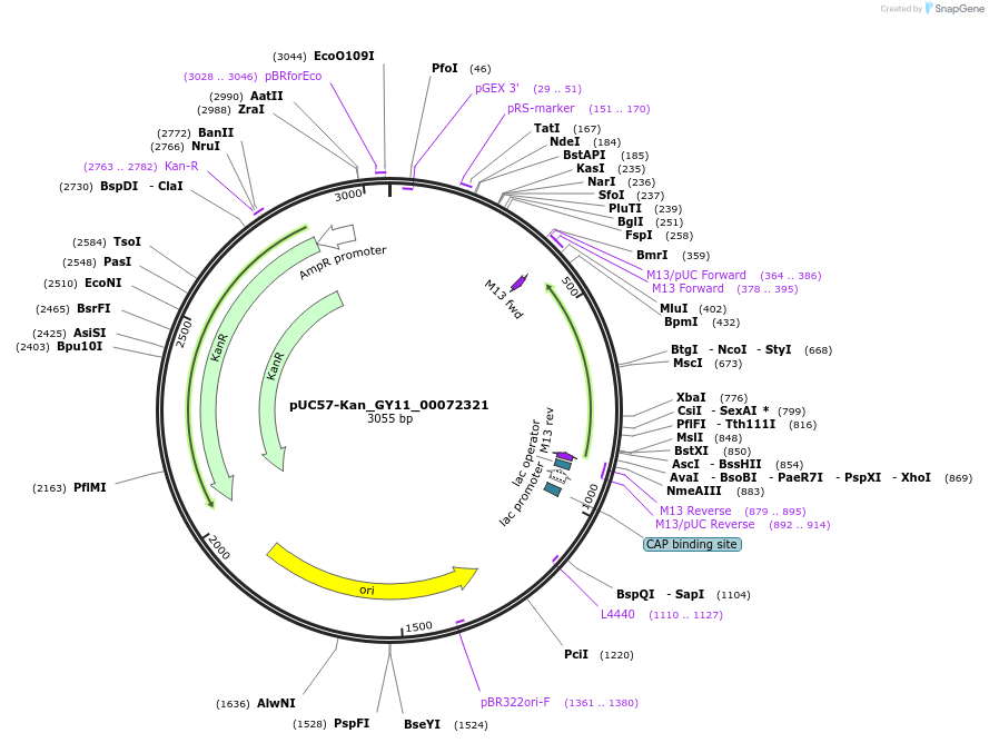 121342-plasmid-map-sequence-id-231416