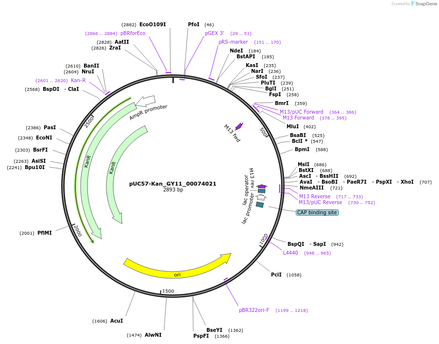 121343-plasmid-map-sequence-id-231417