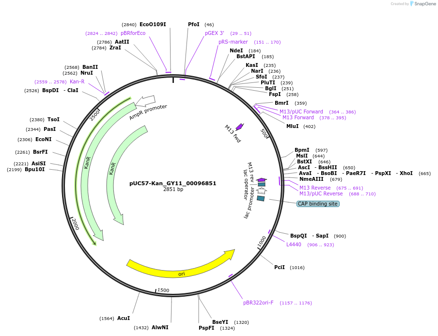 121347-plasmid-map-sequence-id-231421