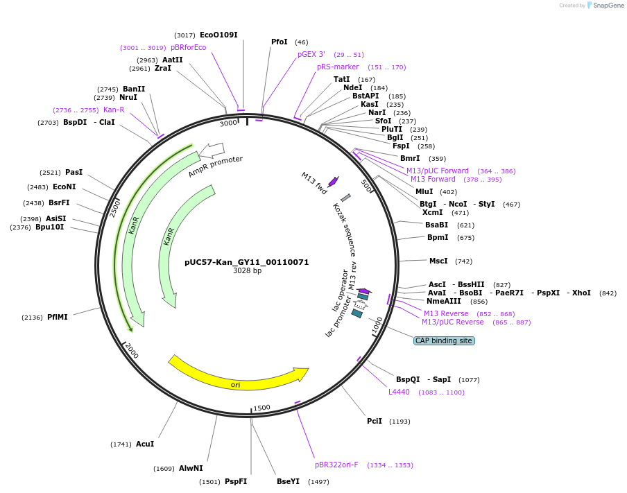 121349-plasmid-map-sequence-id-231423