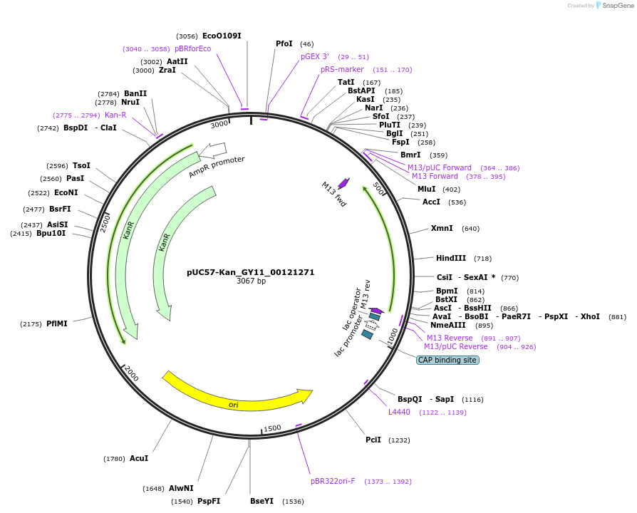 121350-plasmid-map-sequence-id-231424