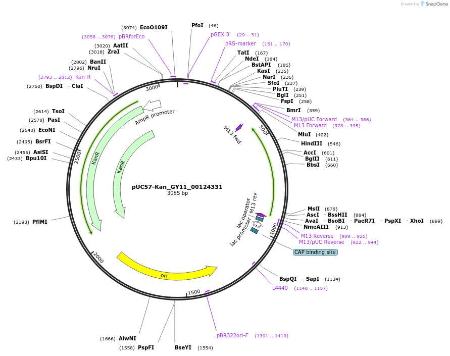 121351-plasmid-map-sequence-id-231425