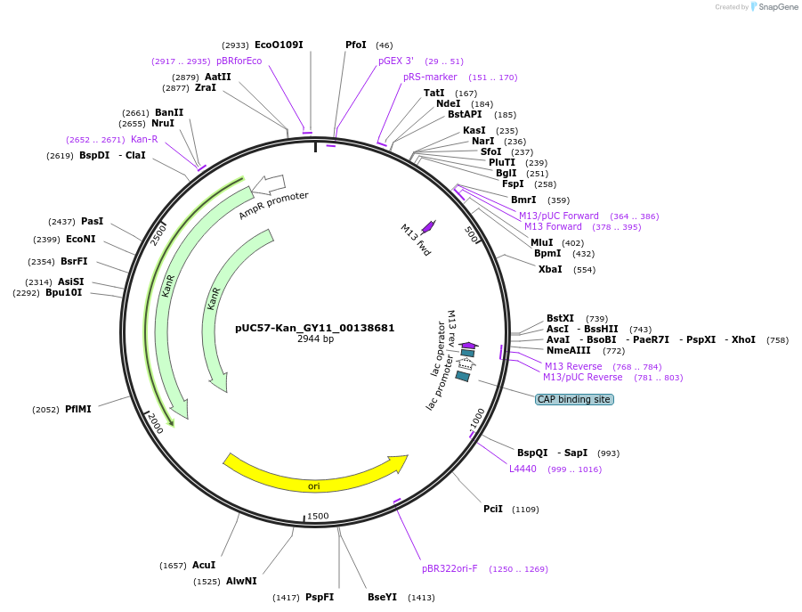 121357-plasmid-map-sequence-id-231431