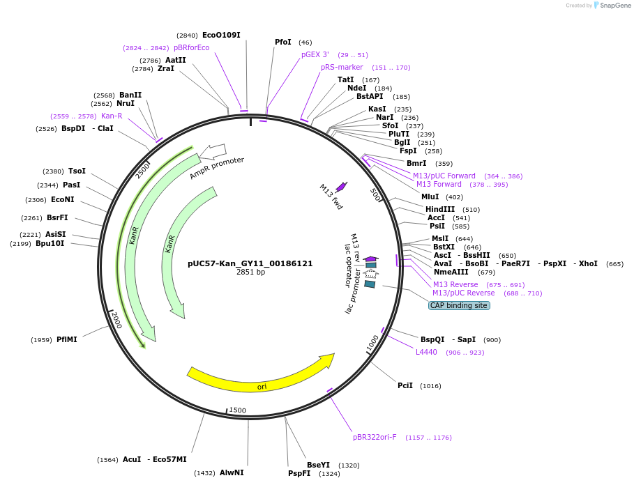121359-plasmid-map-sequence-id-231433