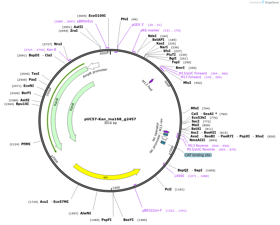121362-plasmid-map-sequence-id-231435