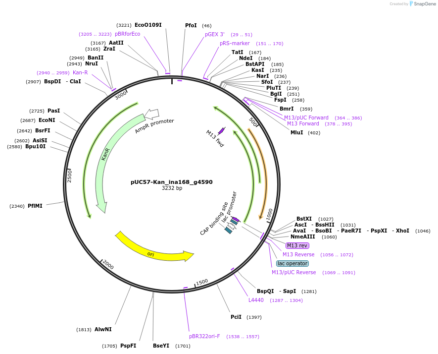 121367-plasmid-map-sequence-id-231469
