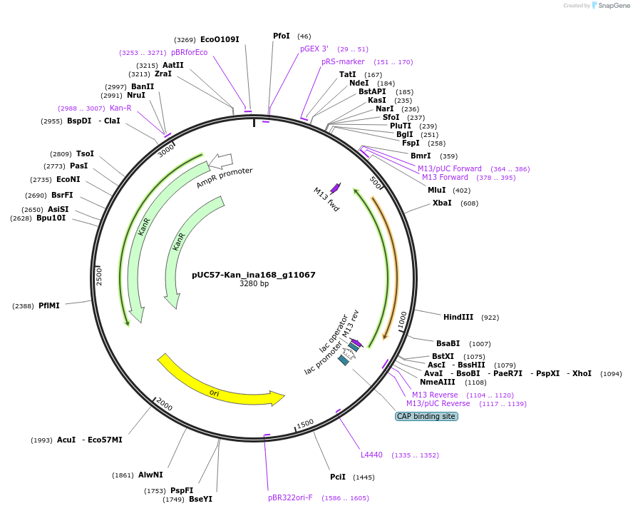 121361-plasmid-map-sequence-id-231471