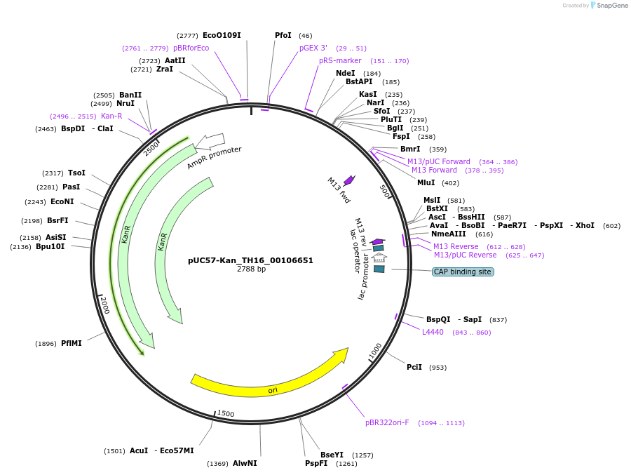 121373-plasmid-map-sequence-id-231476