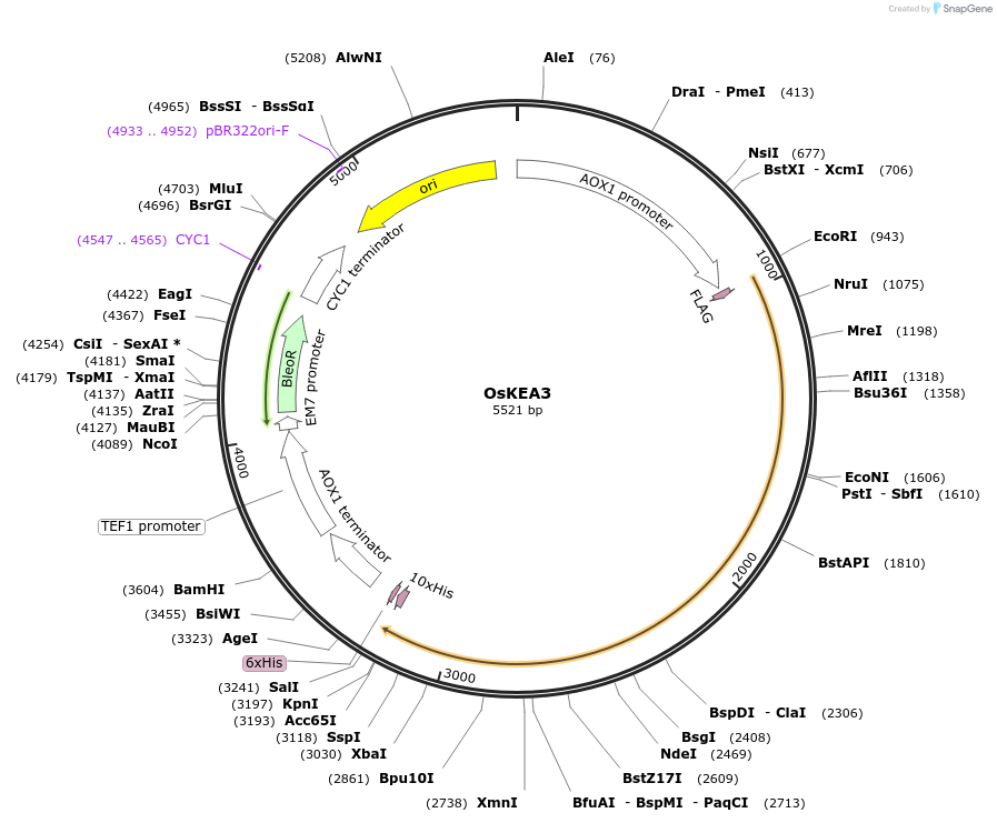 117859-plasmid-map-sequence-id-231502