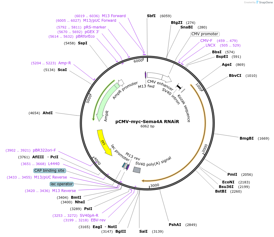115172-plasmid-map-sequence-id-231514