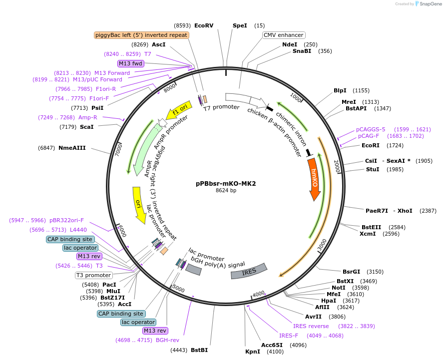 115492-plasmid-map-sequence-id-231520