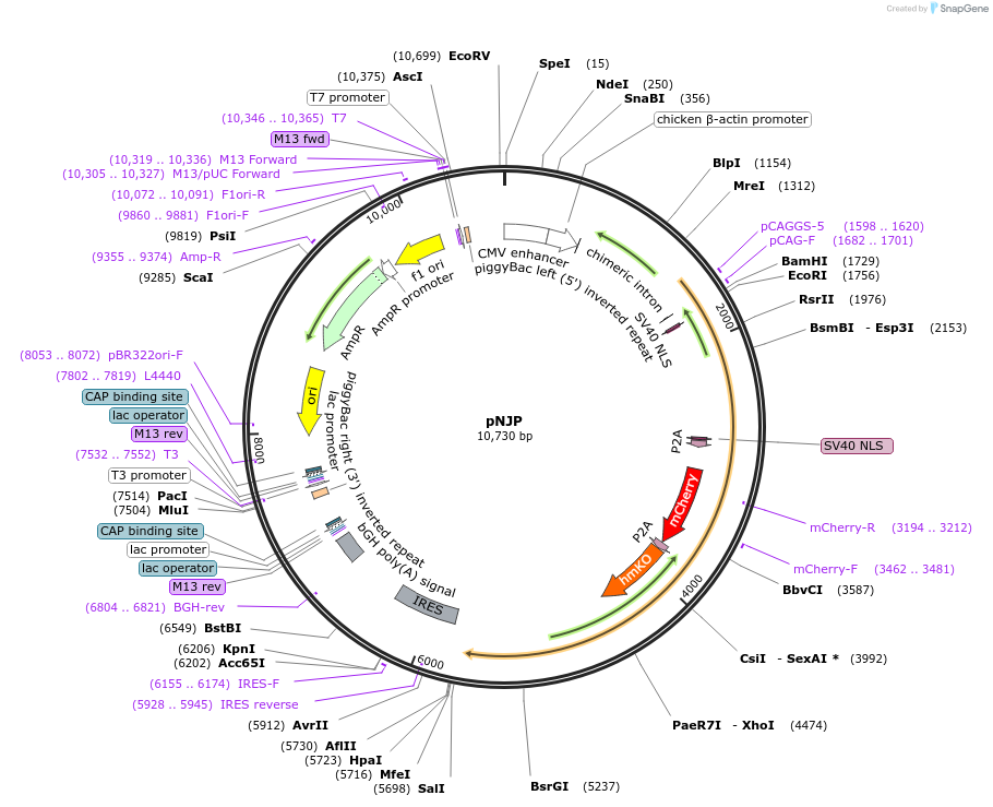 115494-plasmid-map-sequence-id-231521
