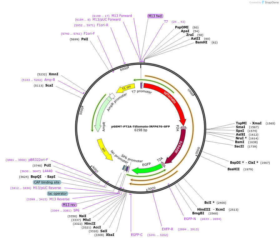 111815-plasmid-map-sequence-id-231535