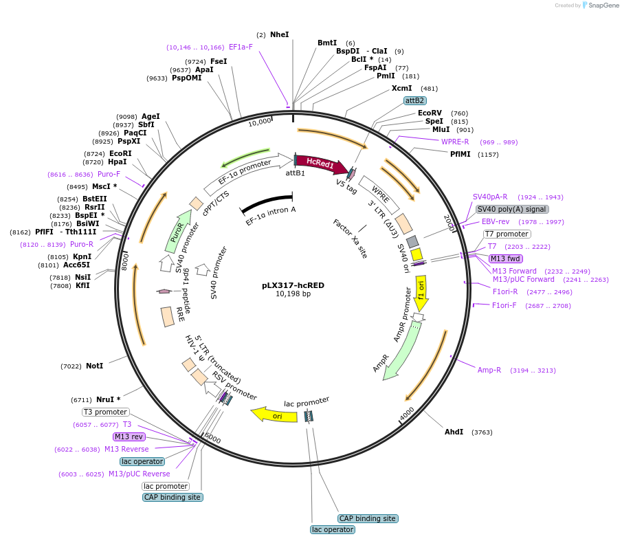 115440-plasmid-map-sequence-id-231551