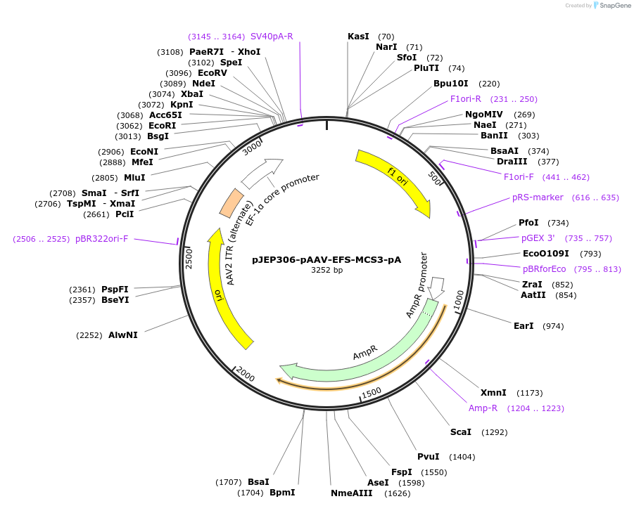 113682-plasmid-map-sequence-id-231554
