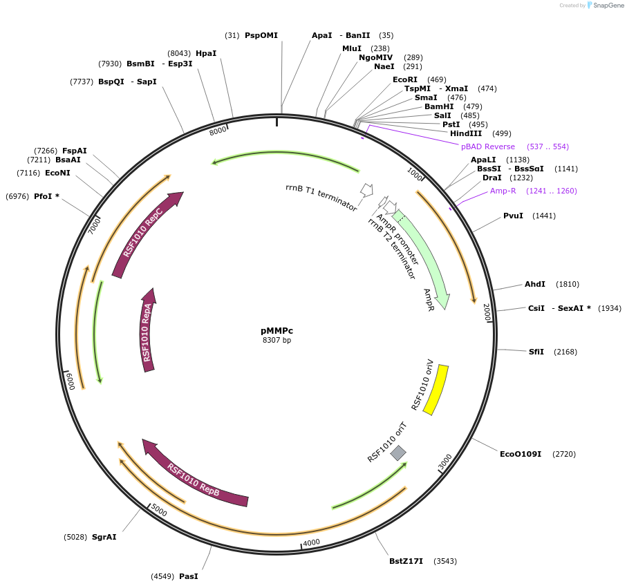 116920-plasmid-map-sequence-id-231555