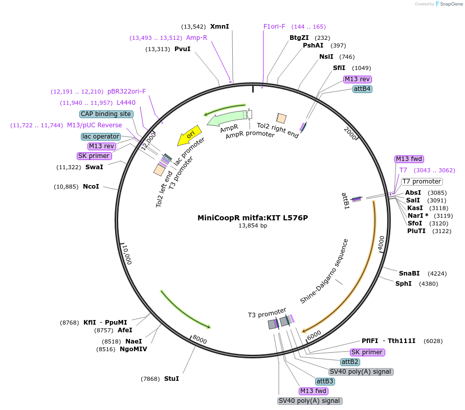 118848-plasmid-map-sequence-id-231556