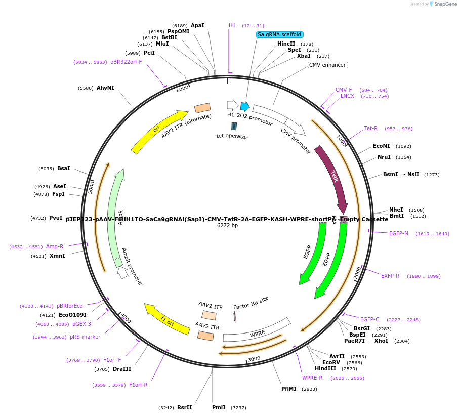 113700-plasmid-map-sequence-id-231558