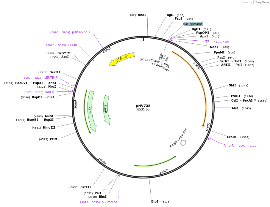 117476-plasmid-map-sequence-id-231559