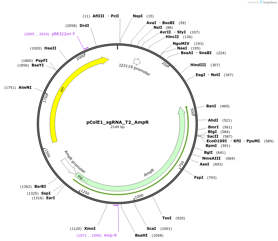 119159-plasmid-map-sequence-id-231561