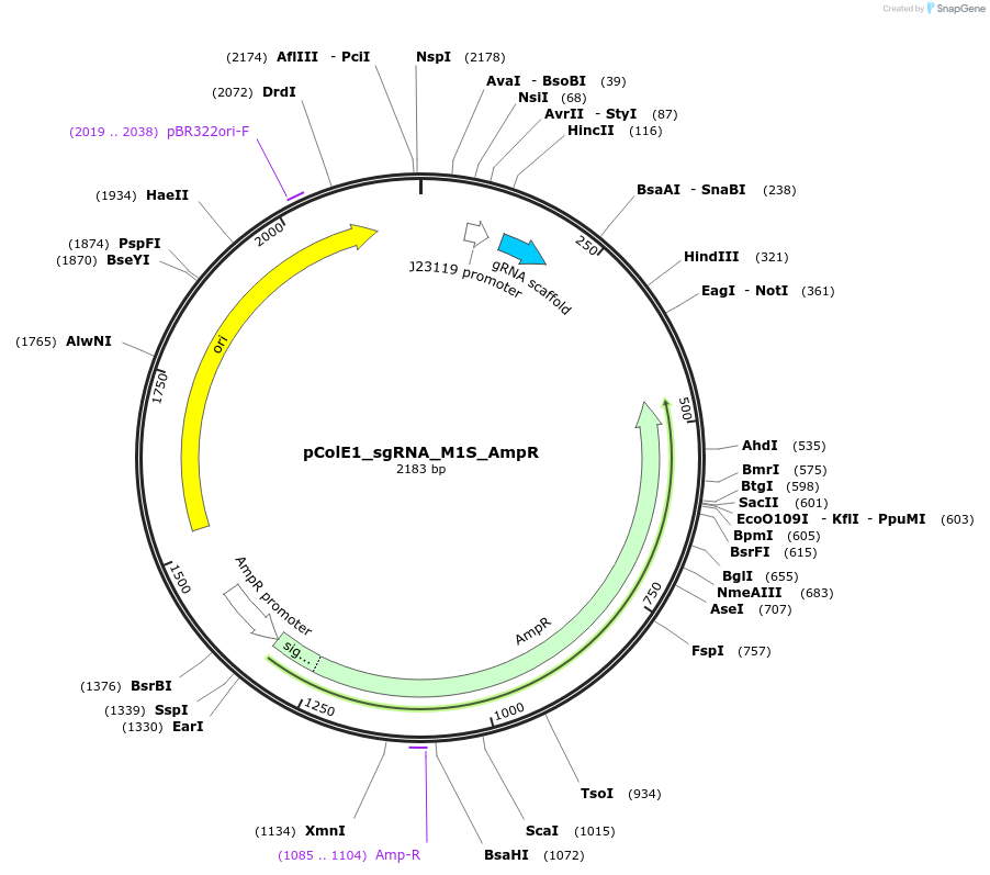 119153-plasmid-map-sequence-id-231562