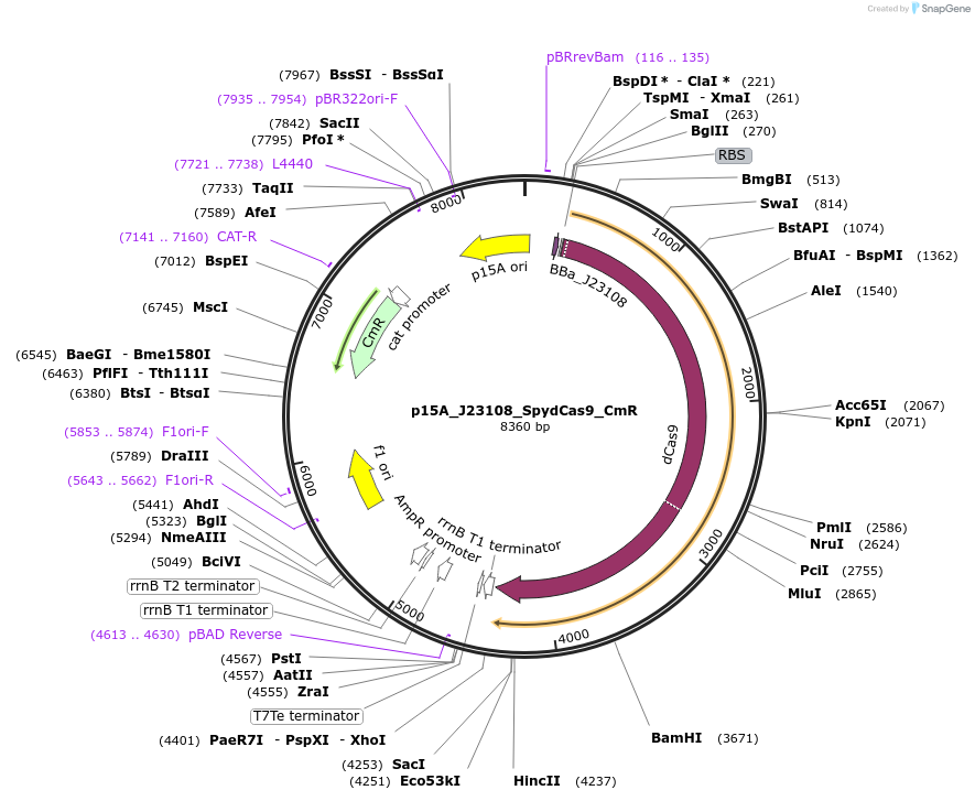 119163-plasmid-map-sequence-id-231640