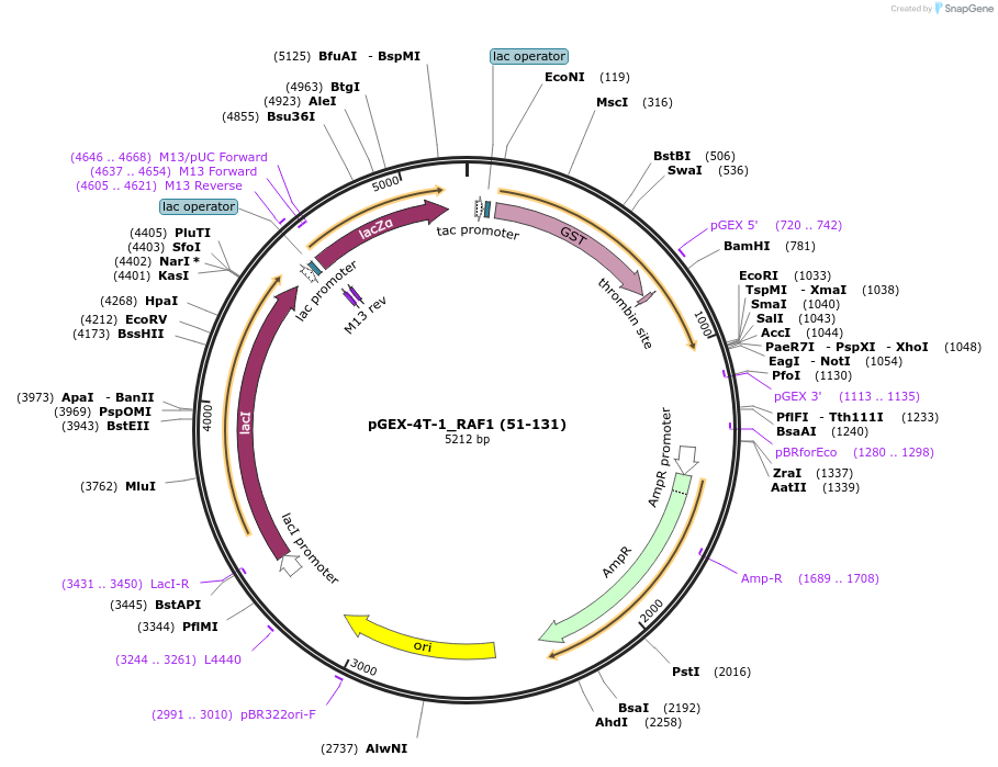 119218-plasmid-map-sequence-id-231647