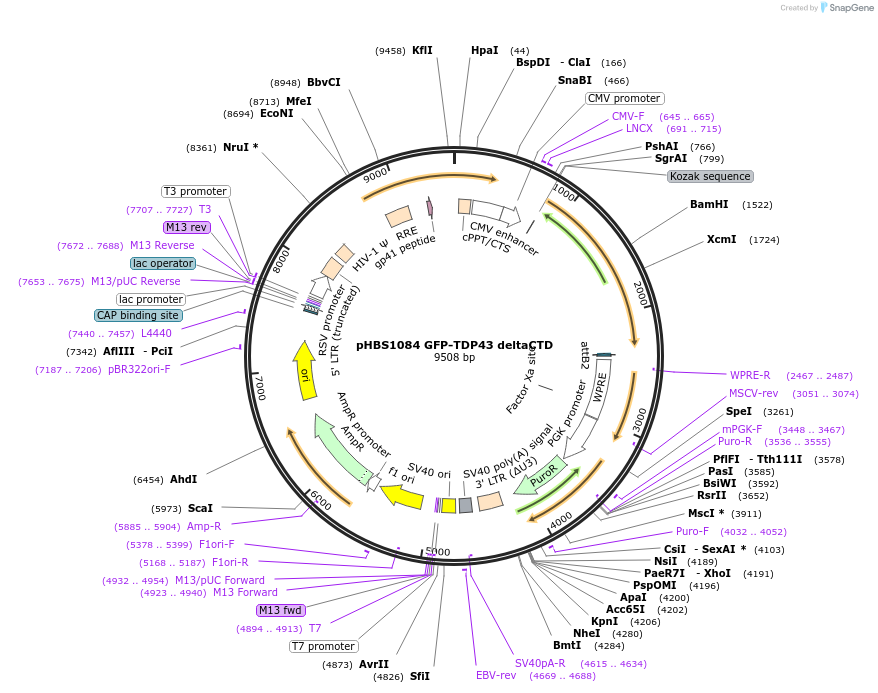 118798-plasmid-map-sequence-id-231648