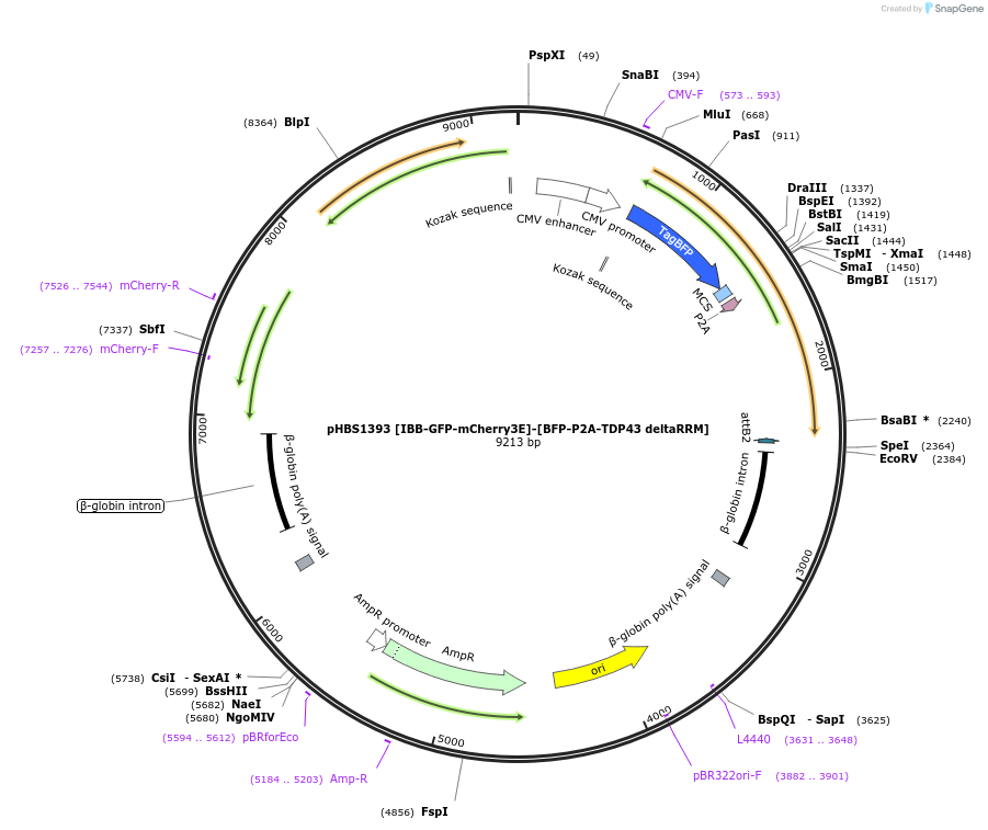 118805-plasmid-map-sequence-id-231650