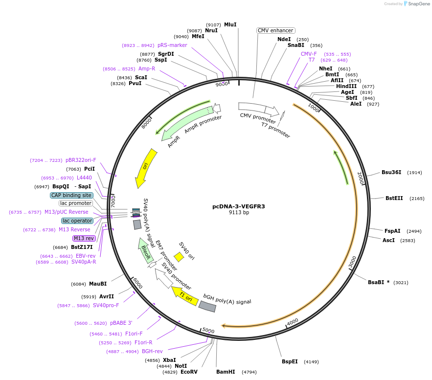 119230-plasmid-map-sequence-id-231667