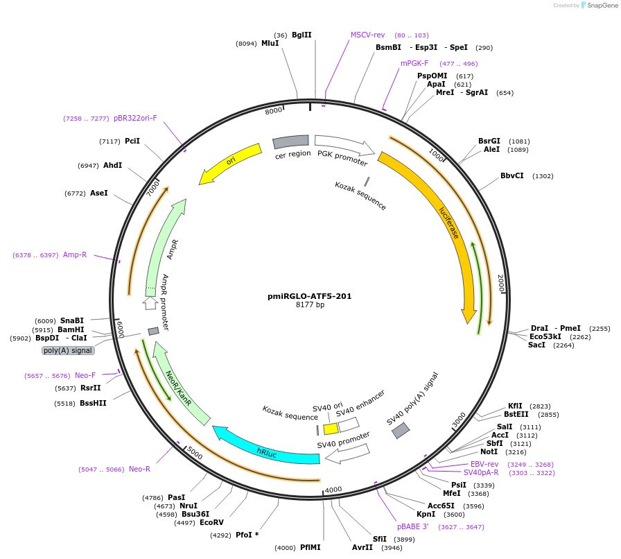 117340-plasmid-map-sequence-id-231676