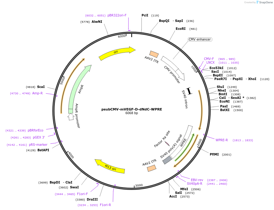 119228-plasmid-map-sequence-id-231686
