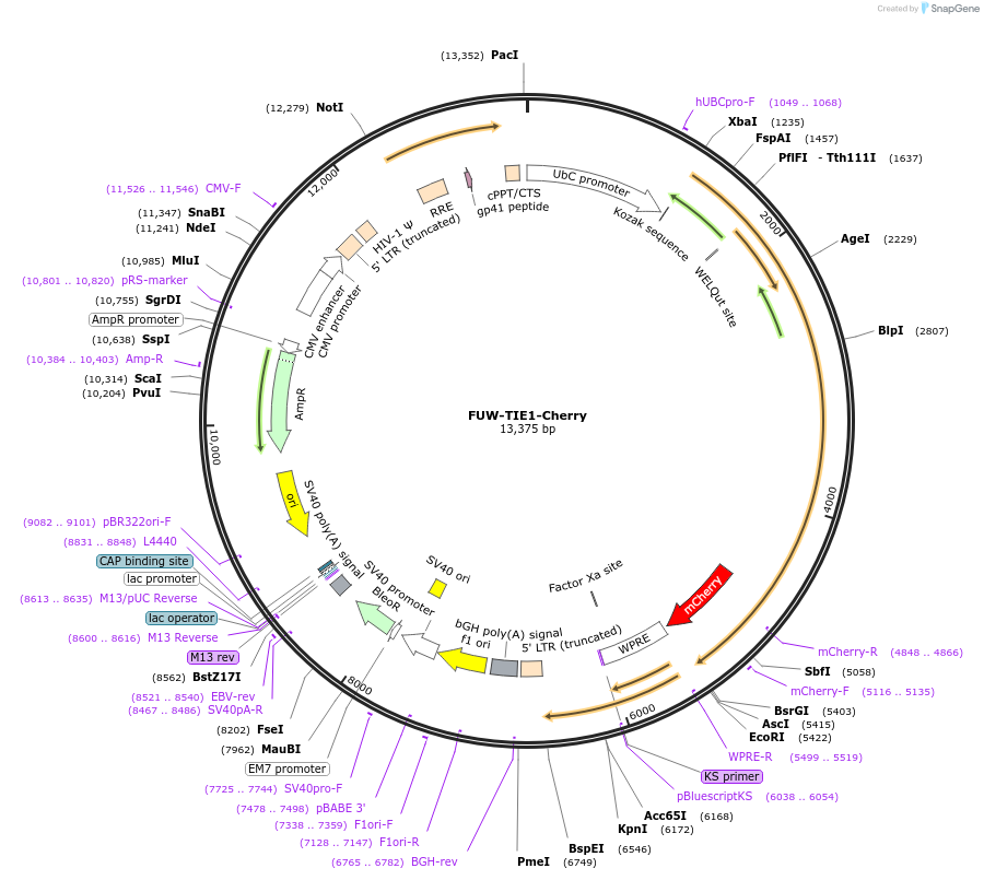 119236-plasmid-map-sequence-id-231690